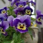 Viola x wittrockiana Flower