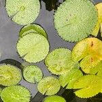 Nymphaea albaYaprak