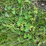 Alchemilla monticola Habit