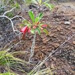 Thiollierea lenormandii Hábito