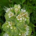 Phacelia heterophylla 花