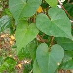 Ipomoea obscura Leaf