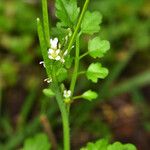 Cardamine oligosperma Συνήθη χαρακτηριστικά