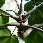 Acropogon paagoumenensis Hoja