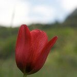Tulipa planifolia Flor