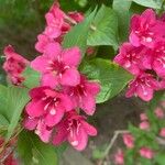 Weigela hortensis 花