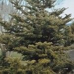 Abies firma Hábito