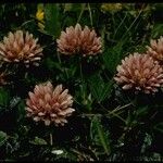 Trifolium wormskioldii Характер