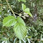 Rubus adscitus Folha