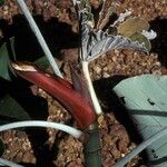 Cecropia obtusa 樹皮