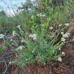 Helichrysum globosum Hábito