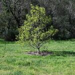Quercus brantii Yeri