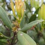 Cloezia floribunda ഇല