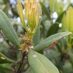 Cloezia floribunda Φύλλο