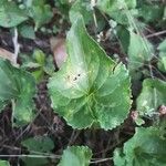 Viola × melissifolia Leaf