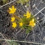Ranunculus millefoliatus Flower