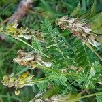 Astragalus penduliflorus Çiçek