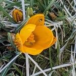 Crocus chrysanthus Flor
