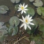 Nymphaea lotus Blüte