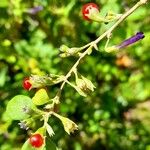 Lycium cestroides Fruit