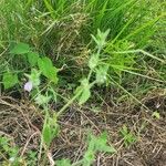 Justicia heterocarpa Habitus