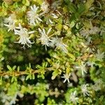 Olearia nummulariifolia Floro