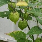 Physalis longifolia Plod