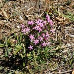 Centaurium tenuiflorum Flor
