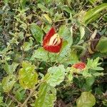Passiflora coccinea Kvet