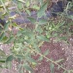 Solanum lycopersicum Leaf