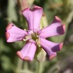 Silene vallesia Flors