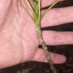 Zanthoxylum caribaeum Bark