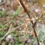 Carlina vulgaris 樹皮
