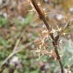 Carlina vulgaris Bark