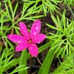 Rhodohypoxis bauriiFlower