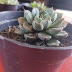 Echeveria minima Ліст