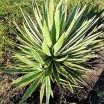 Agave viviparaഇല