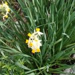 Narcissus tazetta Flor