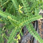 Astragalus penduliflorus ഇല