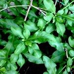 Plumbago auriculata Leaf