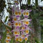 Dendrobium devonianum Flower