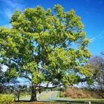 Quercus acutissima Συνήθη χαρακτηριστικά