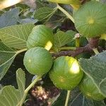 Ficus carica Плод