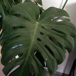 Philodendron bipinnatifidum Leaf