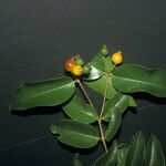 Mouriri guianensis Fruit