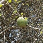 Strychnos madagascariensis Fruit