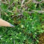 Sagina procumbens പുഷ്പം