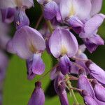 Wisteria floribunda പുഷ്പം