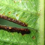 Pteris catoptera برگ