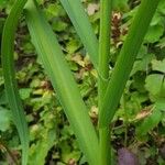 Allium sativum Leaf